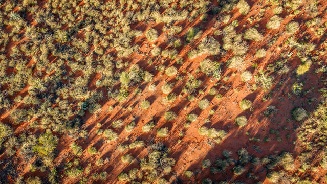 Top Down Aerial View of Spinifex Grass on Red Desert Sand