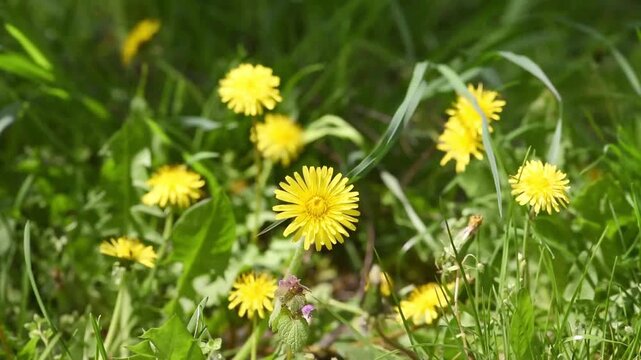 Yellow dandelion flowers trembles in the wind on meadow - Springtime floral nature background.