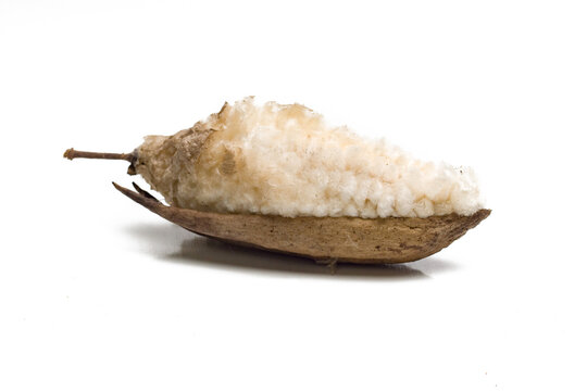 Ceiba pentandra or Java kapok seed pod with soft white cotton-like fiber emerging from its brown husk, isolated on a white background.