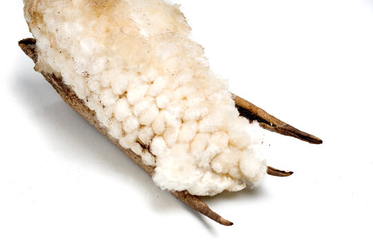 Ceiba pentandra or Java kapok seed pod with soft white cotton-like fiber emerging from its brown husk, isolated on a white background.
