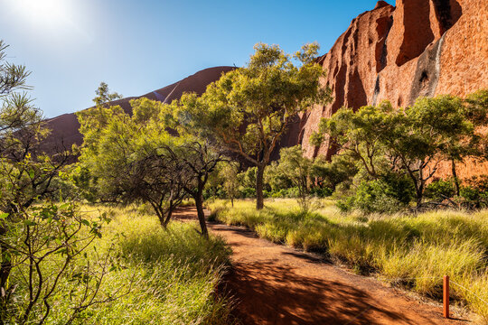 Walking Trail Through Native Bushland Beside Uluru in Northern Territory