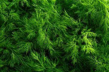 Fresh green dill as background, top view  © Alena