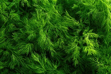 Fresh green dill as background, top view  © Alena
