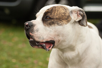 Obraz premium Porträt eines American Bulldog