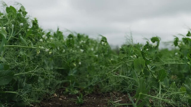 Medium shot of blooming pea plants in the field. White flowers and green foliage in rows. Agricultural crop production on dark soil under overcast sky.