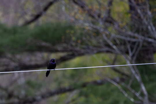 Common Grackle Perched on a Wire with Blurred Woodland Background