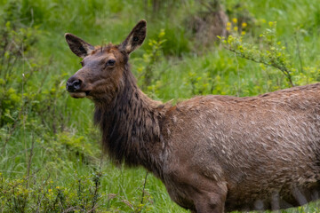 Fototapeta premium Elk Standing in Green Meadow Field