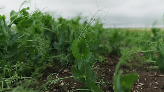 Medium shot of blooming pea plants in the field. White flowers and green foliage in rows. Agricultural crop production on dark soil under overcast sky.