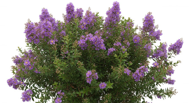 A dense bush of blooming purple crape myrtle flowers with green leaves isolated against a solid black background