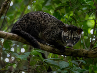 Fototapeta premium Asian Palm Civet On Tree Branch. Wildlife Portrait In A Natural Habitat. Detailed Animal Image For Nature And Conservation.