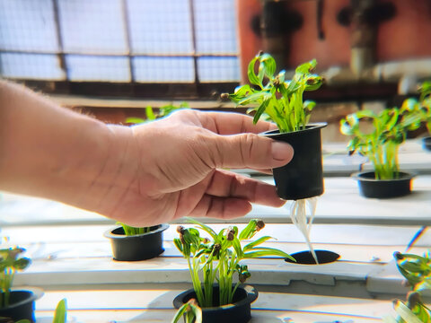 A man inserts a pot containing a young Ipomoea aquatica into a gutter hole in a hydroponic system. Commonly known as water spinach or kangkung, this plant is a semi-aquatic tropical plant.