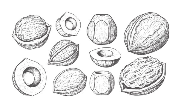 Black and white line of various nuts and seeds with shells