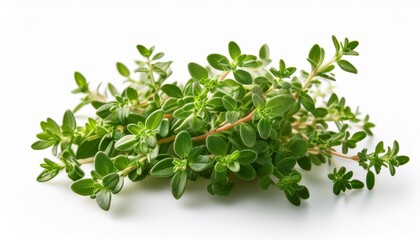 Obraz premium fresh thyme herb plant sprout isolated white background