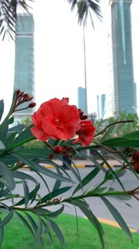 Vibrant red oleander flowers swaying gently in the breeze with modern city skyscrapers visible in the soft blurred background area