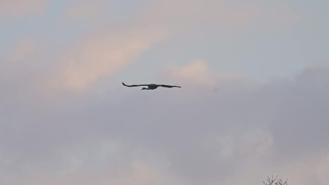 Crane flying across orange blue sunset sky filmed in slow motion showing detailed wing motion and natural flight behavior