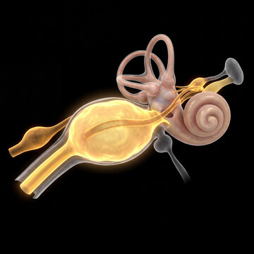 3D illustration of human inner ear anatomy showing glowing internal structures, semicircular canals, cochlea, vestibule, and auditory nerve on a black background.
