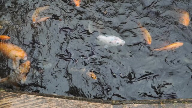 School of orange Koi fish (Cyprinus rubrofuscus) congregating along the edge of a dark pond, surfacing and opening their mouths in a competitive search for food.