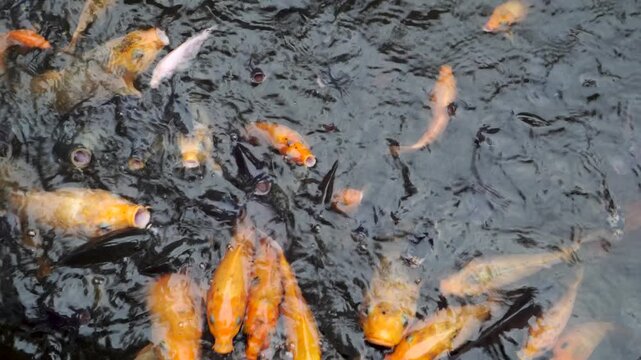 Top down view of a large school of colorful koi fish Cyprinus rubrofuscus  gathering and swimming at the surface of a dark pond, actively competing for food with open mouths.