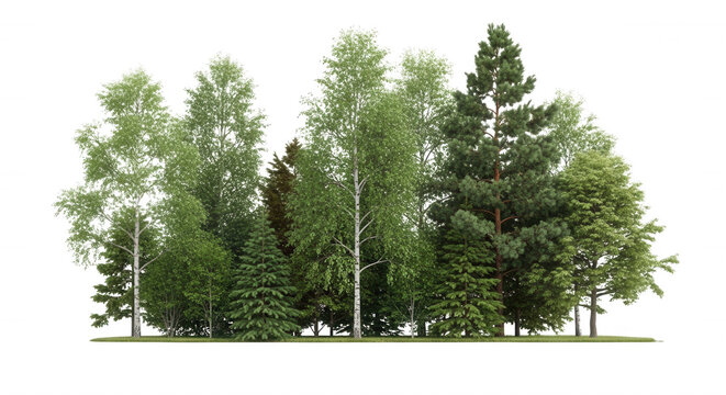 A dense cluster of mixed deciduous and coniferous trees with green foliage isolated against a solid black background