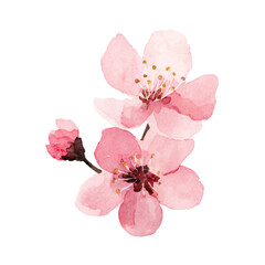Fototapeta premium Pink Cherry Blossom Flower Closeup View 2.