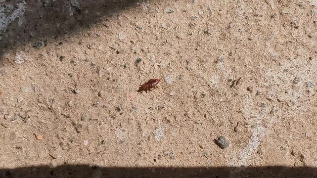 Closeup view of bed bug walking on ground surface showing insect detail and movement