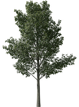 Tall green maple tree with dense foliage, isolated on transparent background