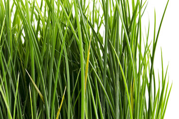Naklejka premium Thick green grass blades detailed texture, isolated on transparent background