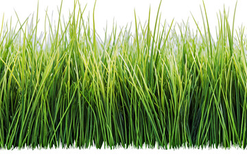 Fototapeta premium Lush green grass blades detailed texture, isolated on transparent background