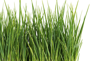 Fototapeta premium Lush green grass blades fresh and vibrant, isolated on transparent background