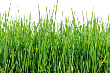 Obraz premium Vibrant green grass blades fresh and lush, isolated on transparent background