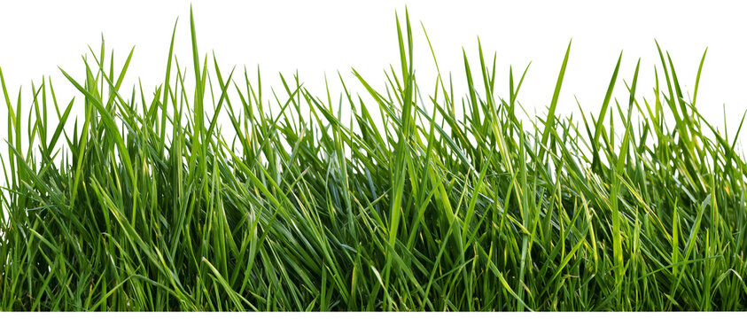 Lush green grass blades detailed texture, isolated on transparent background