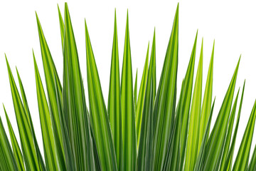 Fototapeta premium Tall green grass blades with sharp points, isolated on transparent background