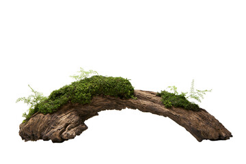Curved weathered driftwood log covered with lush green moss and ferns, isolated on transparent background © Emilia