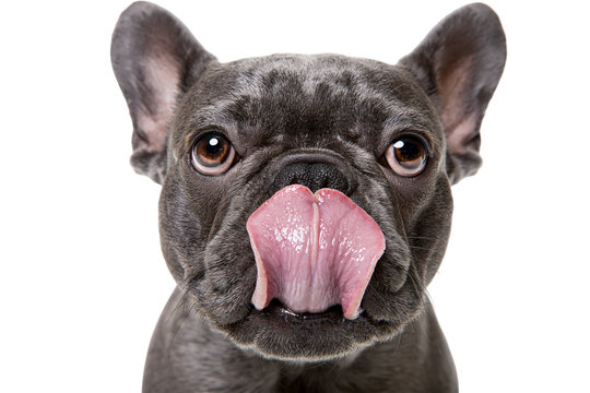 Gray French Bulldog puppy with pink tongue licking its nose, isolated on transparent background