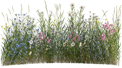 Diverse meadow wildflowers with daisies bluebells and pink blossoms, isolated on transparent background © Emilia