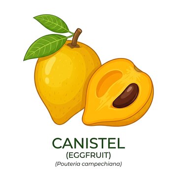 Canistel eggfruit tropical fruit.