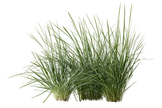 Lush green ornamental grass clumps, isolated on transparent background for landscaping