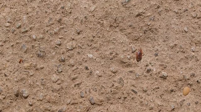 Closeup view of bed bug walking on ground surface showing insect detail and movement