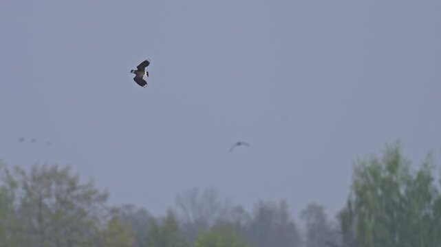 Northern lapwing flies over lake catching insects in flight with crest visible recorded in slow motion during early morning light