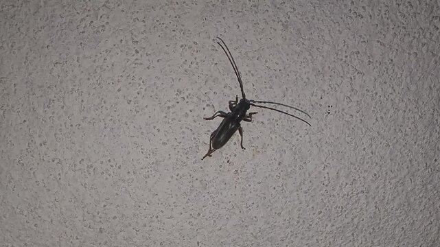 Closeup view of earwig bug on wall showing pincers and detailed insect texture