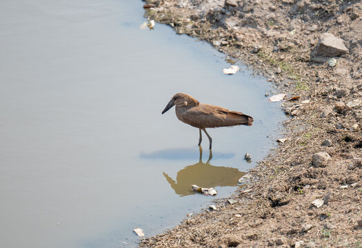 Afrikanische Tiere Hammerkopf - Hamerkop im Busch vom Kr&uuml;ger National Park - Kruger Nationalpark S&uuml;dafrika