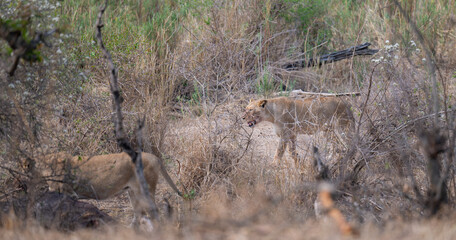 Afrikanische Tiere Löwen beim fressen nach einem Büffelriss im Busch vom Krüger National Park - Kruger Nationalpark Südafrika © Mathis