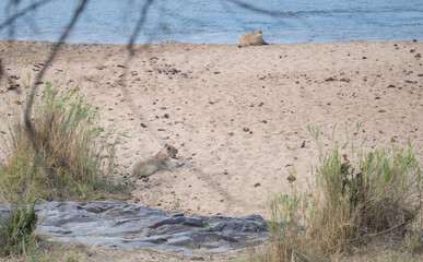 Afrikanische Tiere Löwin oder Löwe im Busch vom Krüger National Park - Kruger Nationalpark Südafrika © Mathis