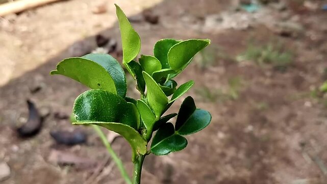 Footage shows the dense arrangement of kaffir lime leaves from the side. The visual emphasizes the density of the branches and the double leaf pattern arranged alternately on the plant's stem.