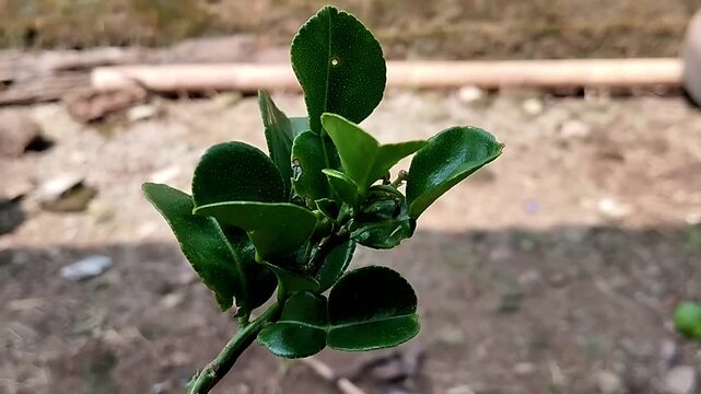 Footage shows the top of a kaffir lime plant from an overhead perspective. The visual focuses on the arrangement of the clusters of deep green leaves that form a circular pattern on the branch's tip.