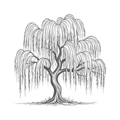 Black and white intricate weeping willow tree branches roots © Mosta