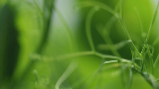 Macro shot of green pea plant tendrils and leaves. Detailed view of curling vines and foliage with shallow depth of field. 