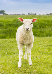Obraz premium Cute lamb in spring in the meadow near Groningen, Netherlands