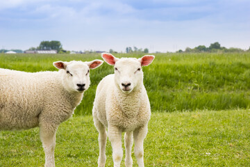 Fototapeta premium Two cute lambs standing in the landscape of Groningen, Netherlands
