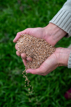 Farmer hands holding heap of ripe wheat grains over green field background